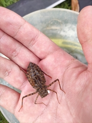 Epophthalmia elegans