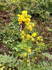 Senna marilandica