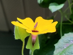 Graphocephala coccinea