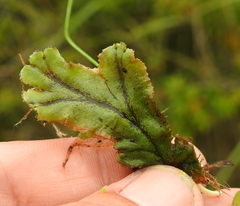 Marchantia