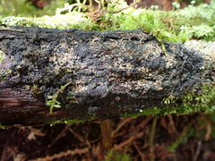 Protopannaria pezizoides