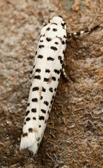 Yponomeuta strigillatus