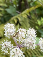 Meliscaeva cinctella