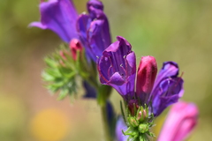 Echium