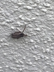 Insecta