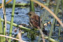 Agelasticus cyanopus