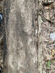 Agrilus planipennis