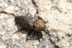 Capnodis tenebricosa