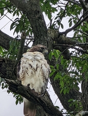 Buteo jamaicensis