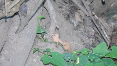 Nerita scabricosta