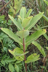 Asclepias