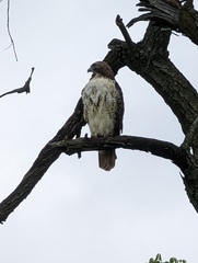 Buteo jamaicensis
