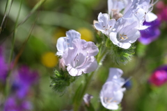Echium