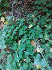 Oxalis acetosella