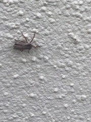 Insecta