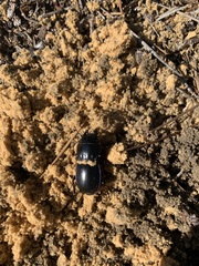 Pasimachus elongatus