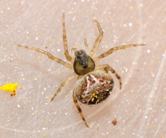 Araneidae