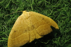 Watsonalla cultraria