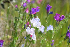 Echium