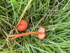 Hygrocybe coccinea