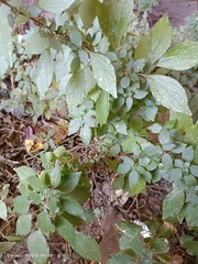 Parietaria judaica