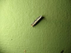 Monopis crocicapitella