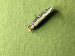 Monopis crocicapitella