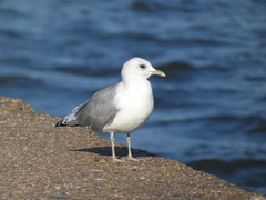 Larus canus