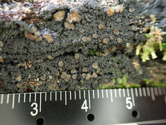 Protopannaria pezizoides