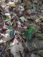 Chimaphila maculata