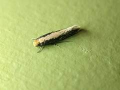 Monopis crocicapitella