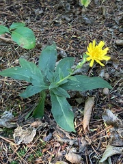 Hieracium sabaudum