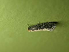 Monopis crocicapitella