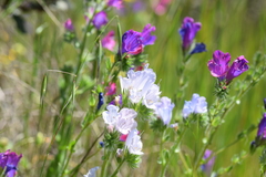 Echium