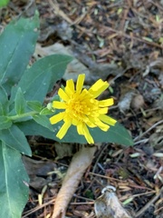 Hieracium sabaudum