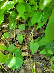 Maianthemum bifolium