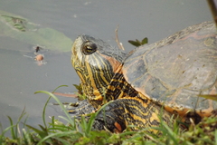 Trachemys dorbigni