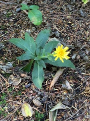 Hieracium sabaudum