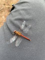 Sympetrum vicinum