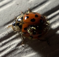 Hesperomyces harmoniae