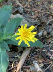 Hieracium sabaudum
