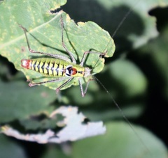 Poecilimon thoracicus