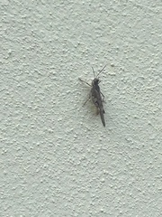 Acrotylus