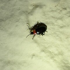 Disonycha xanthomelas