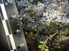 Protopannaria pezizoides