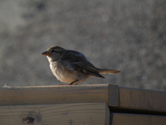 Passer domesticus
