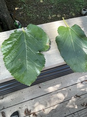 Morus rubra