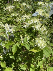 Clematis virginiana