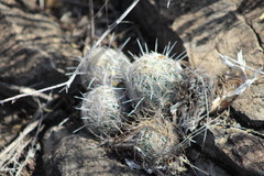 Coryphantha echinus