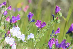 Echium